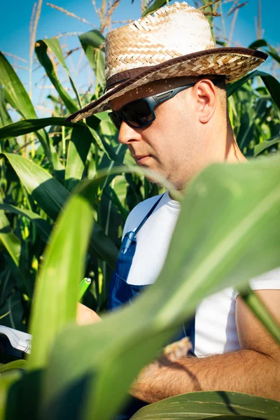 Farmář kontrola jeho kukuřičném — Stock fotografie
