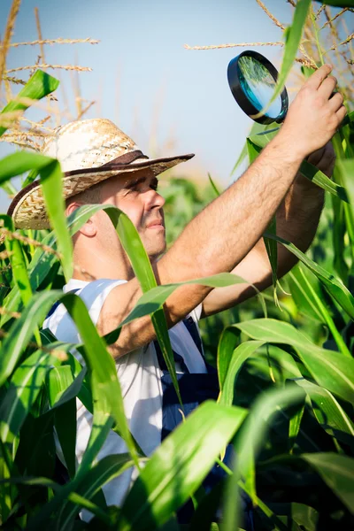 Rolnik sprawdzanie jego Niwa — Zdjęcie stockowe