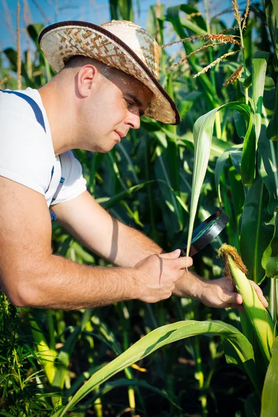 Farmer checking his cornfield — Stock Photo, Image