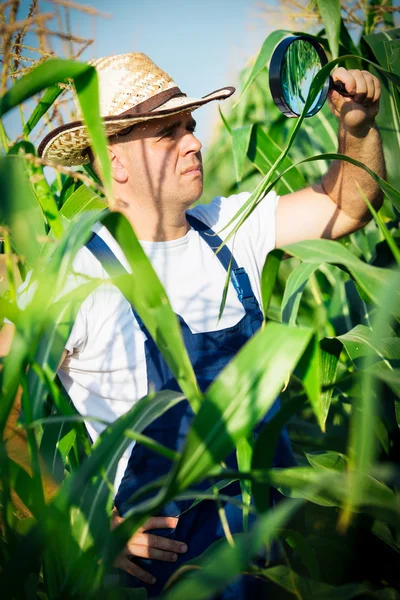 Bauer überprüft sein Maisfeld — Stockfoto