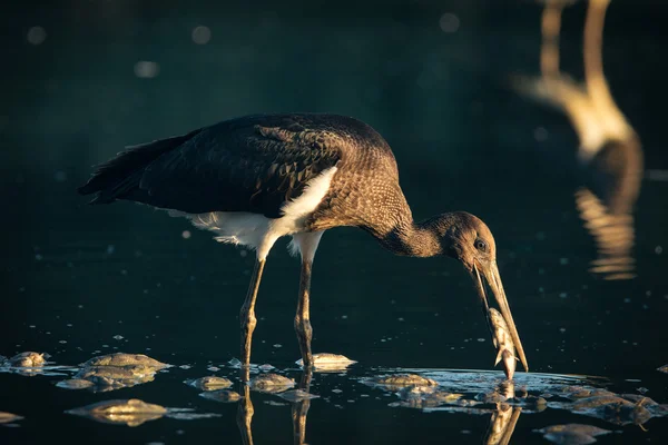 Svart stork — Stockfoto