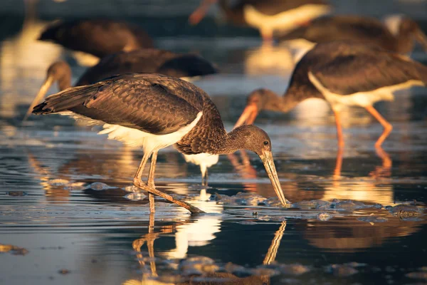 Svart stork — Stockfoto