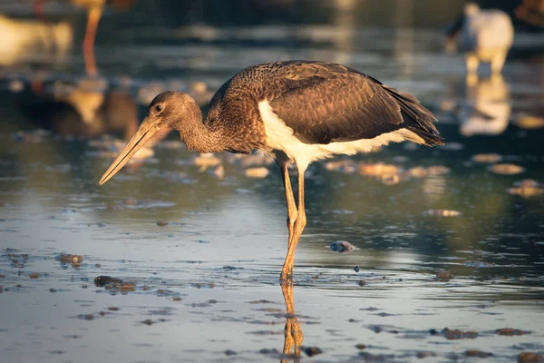 Black Stork — Stock Photo, Image