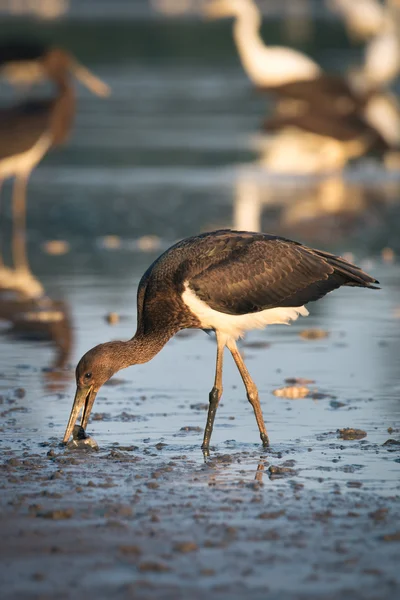 Black Stork — Stock Photo, Image