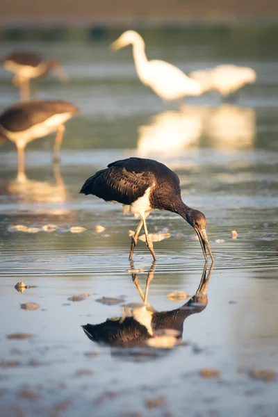 Svart stork — Stockfoto