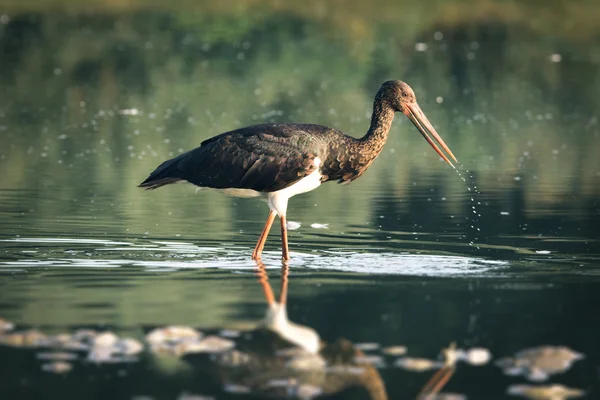 Black Stork — Stock Photo, Image