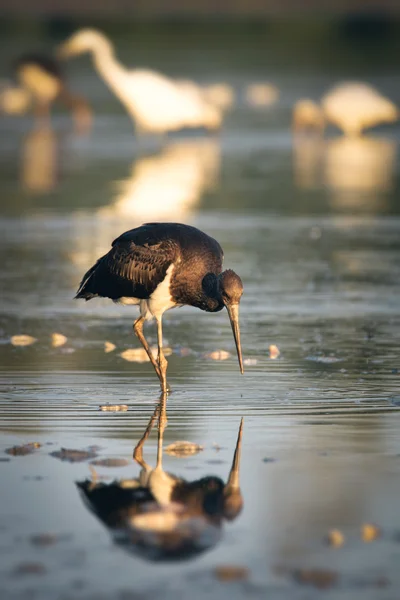 Black Stork — Stock Photo, Image