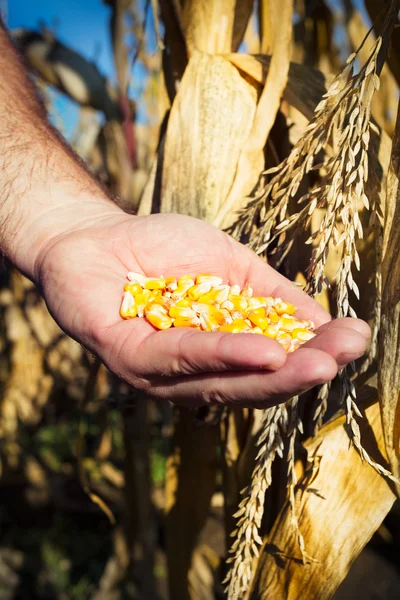 Semillas de maíz en manos del agricultor — Foto de Stock