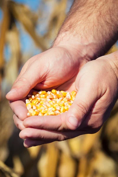 Ziarno kukurydzy w rękach rolnika — Zdjęcie stockowe
