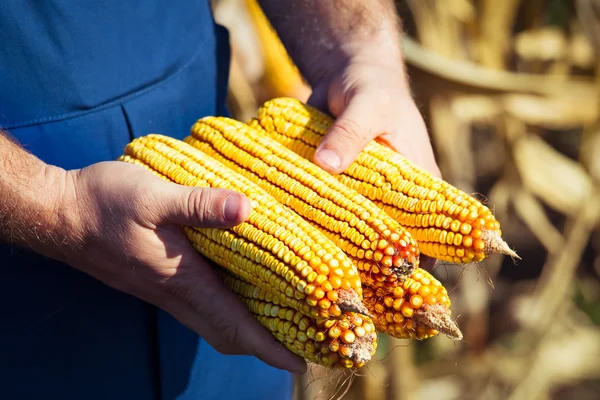 Coltivatore che tiene in mano la pannocchia di mais nel campo di mais — Foto Stock