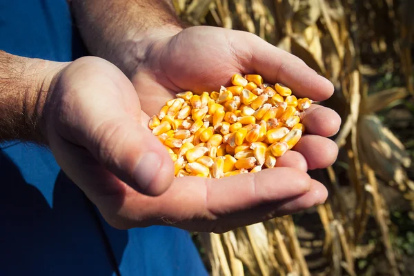 Semillas de maíz en manos del agricultor — Foto de Stock