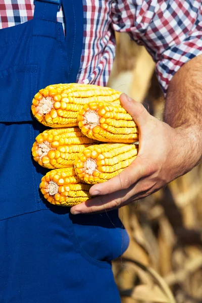 Rolnik posiadający kaczan kukurydzy w ręcznie w polu kukurydzy — Zdjęcie stockowe