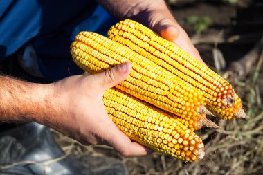 Mısır mısır koçanı Mısır alan elinde tutan çiftçi