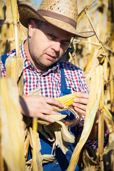 Großaufnahme eines Bauern bei der Maisernte — Stockfoto