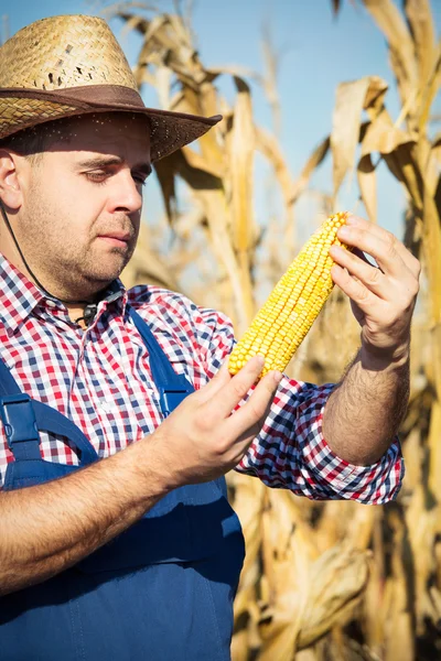 Farmer holding corn cob in hand in corn field — Stock Photo, Image