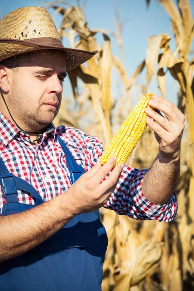 Coltivatore che tiene in mano la pannocchia di mais nel campo di mais — Foto Stock