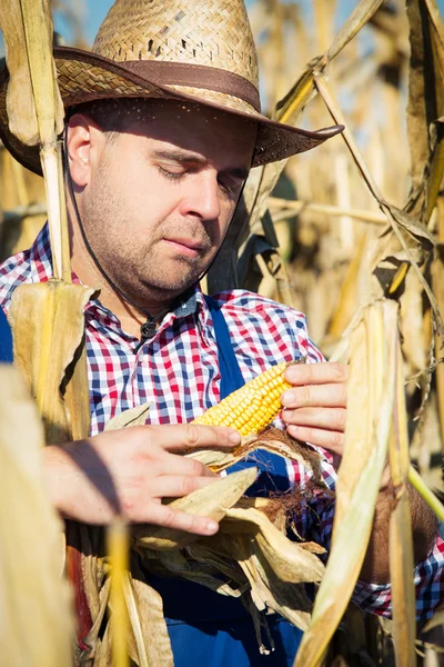 Closeup farmář na sklizeň kukuřice — Stock fotografie