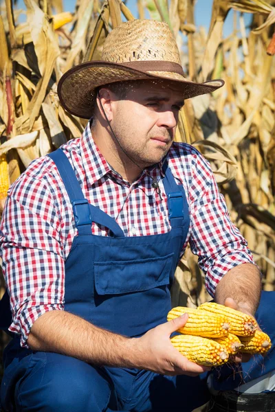 Gros plan de l'agriculteur à la récolte de maïs — Photo