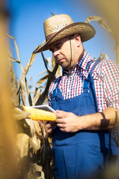 Primer plano del agricultor en la cosecha de maíz — Foto de Stock