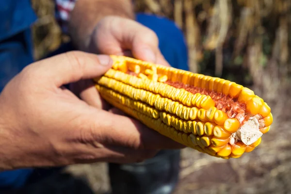 Rolnik posiadający kaczan kukurydzy w ręcznie w polu kukurydzy — Zdjęcie stockowe
