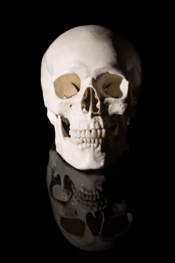 Human skull on a black background clipart