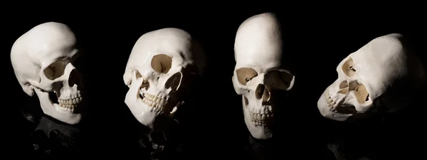Human skull on a black background — Stock Photo, Image