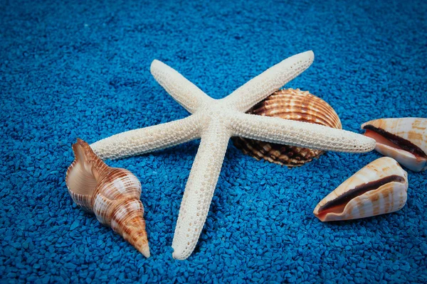 Conchas marinhas na areia como fundo — Fotografia de Stock