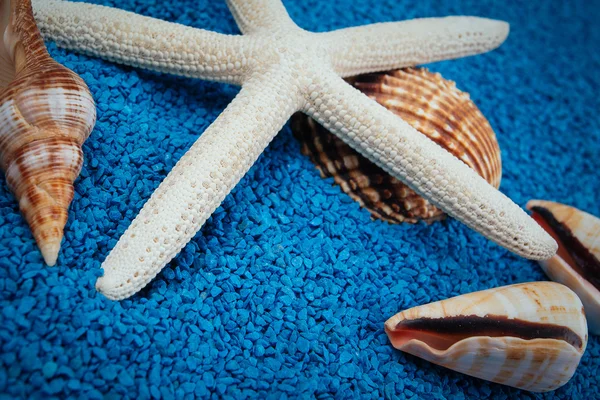 Conchiglie di mare sulla sabbia come sfondo — Foto Stock