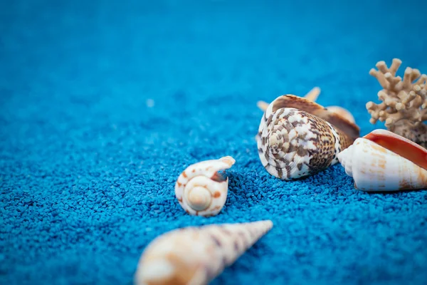 Conchas marinas sobre arena como fondo — Foto de Stock