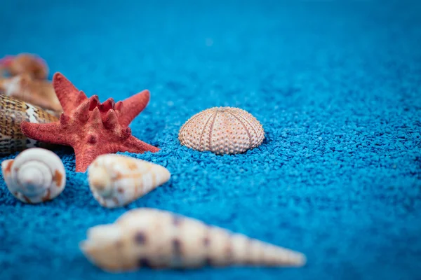 Snäckskal på sand som bakgrund — Stockfoto