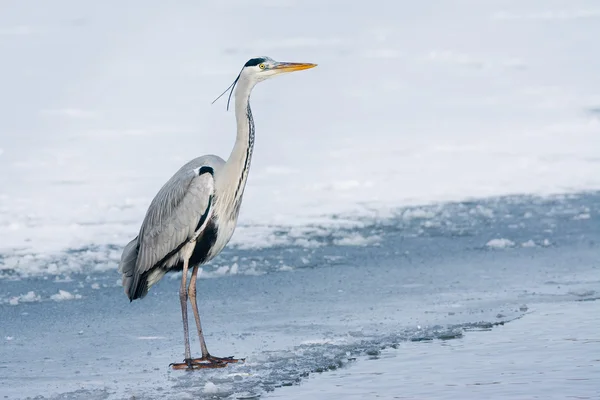 Grey Heron standing in the snow — Stock Photo, Image