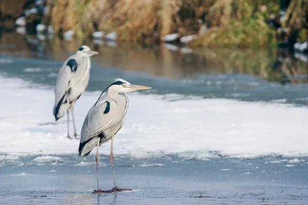 Reiger staande in de sneeuw — Stockfoto