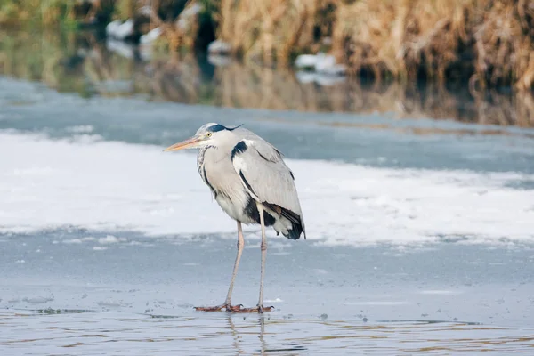 雪のアオサギは立っています。 — ストック写真