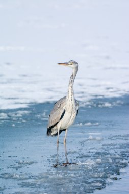 Gri balıkçıl ayakta karda