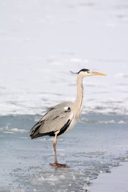 Gri balıkçıl ayakta karda