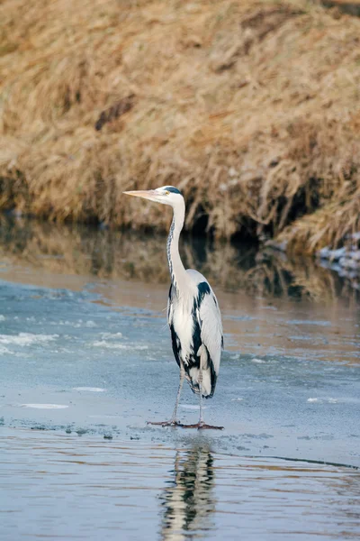 Grey Heron standing in the snow — Stock Photo, Image