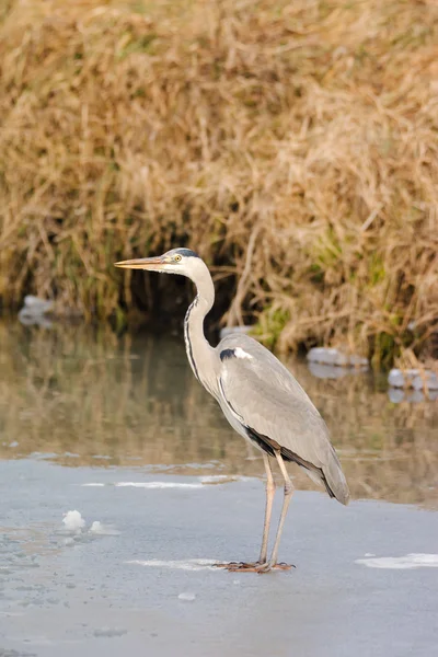 Grey Heron standing in the snow — Stock Photo, Image