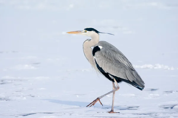 雪のアオサギは立っています。 — ストック写真