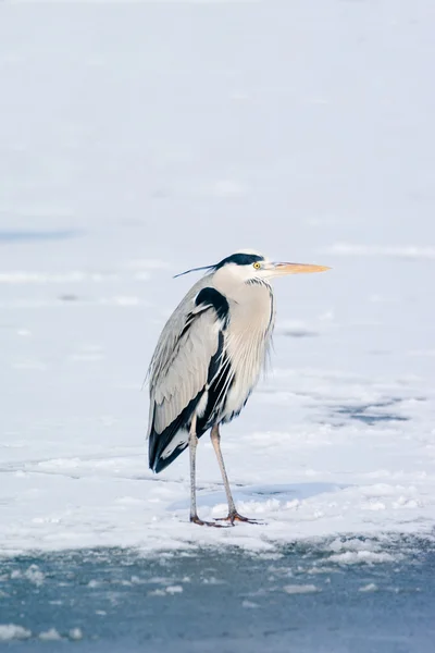 雪のアオサギは立っています。 — ストック写真