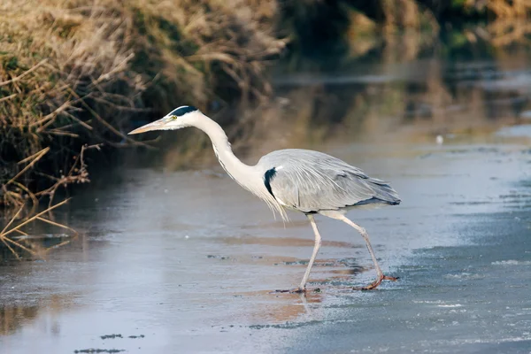 Airone grigio in piedi nella neve — Foto Stock