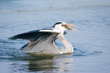 Gri balıkçıl ayakta karda