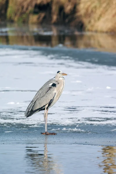 Grey Heron standing in the snow — Stock Photo, Image