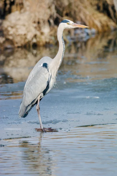 Grey Heron standing in the snow — Stock Photo, Image