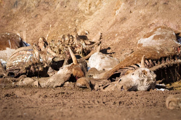 Мертвая корова на земле — стоковое фото