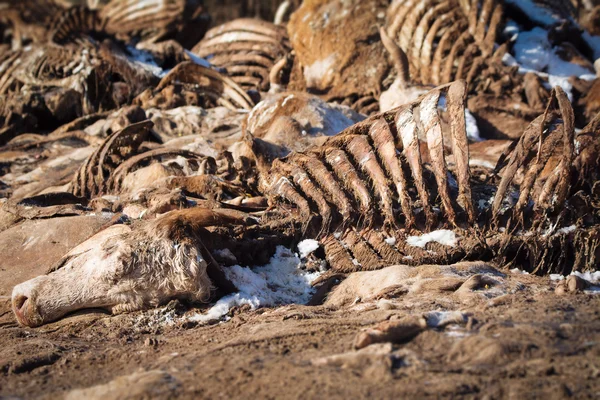 地上では死んだ牛 — ストック写真