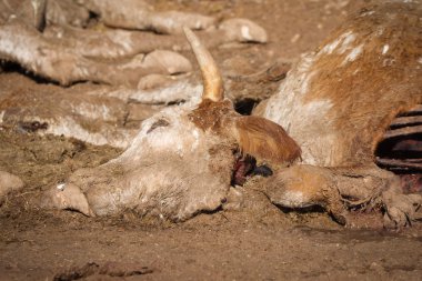Yerde ölü inek