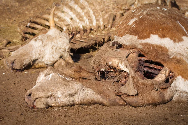 Мертвая корова на земле — стоковое фото