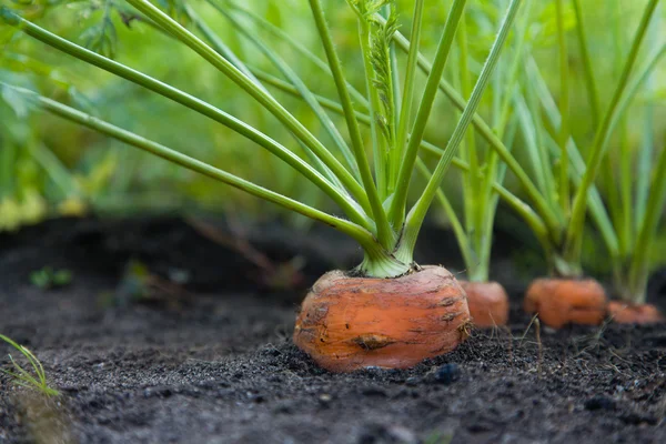 Zanahorias sanas de cosecha propia — Foto de Stock