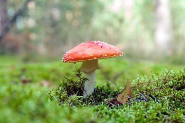 Sinek Agaric mantar mantarı