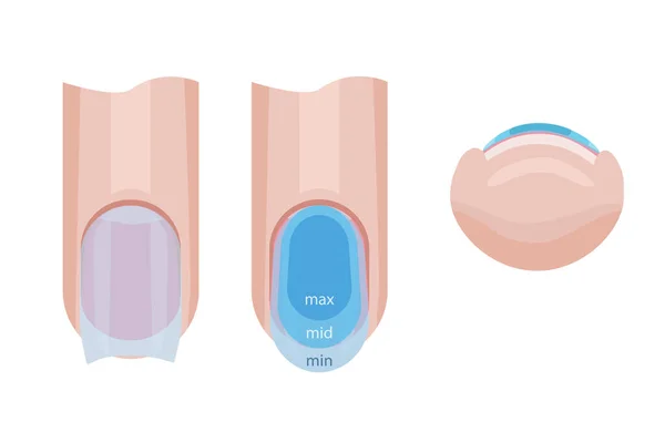 Cuidado Las Uñas Distribución Base Clavo Ilustración Para Manual Manicura — Archivo Imágenes Vectoriales